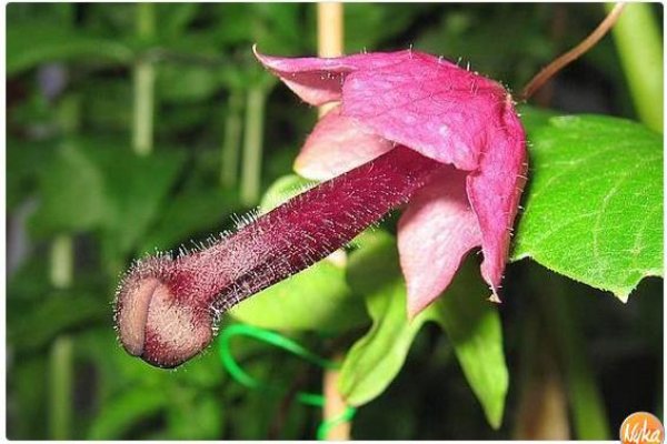 Купон кракен даркнет