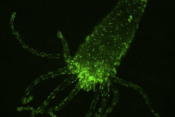 Как зайти на кракен даркнет