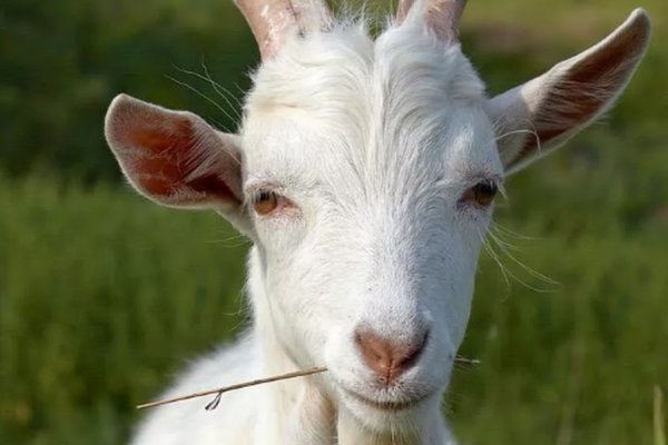 Кракен площадка торговая что это